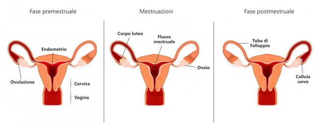 ciclo mestruale