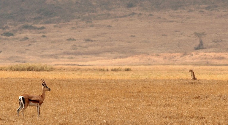 ghepardo e gazzella