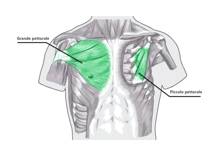 muscoli della respirazione toracica