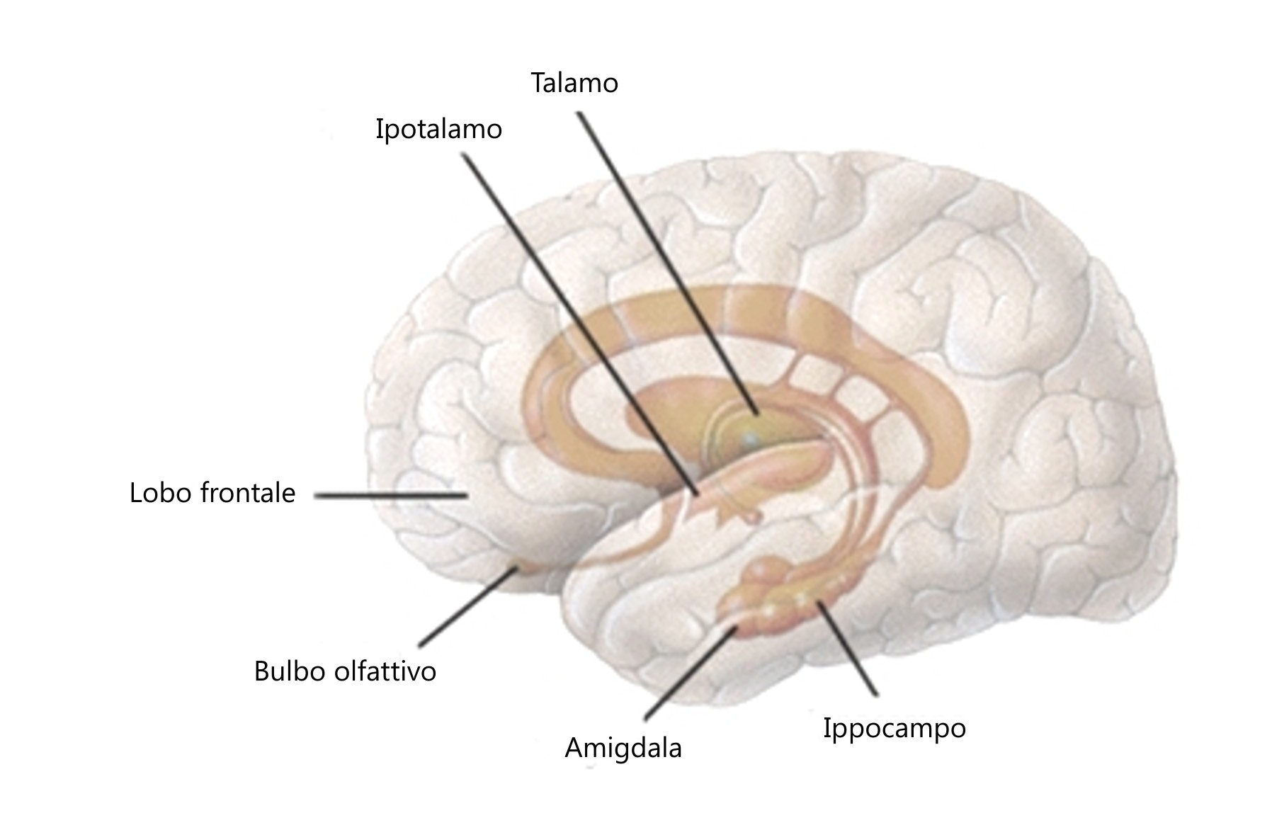 sistema limbico