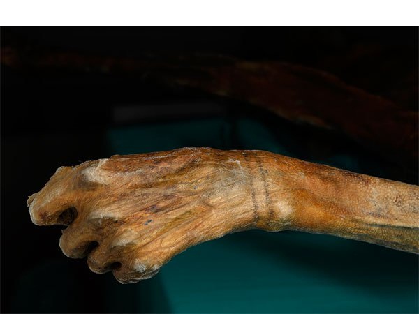 tatuaggo di otzi