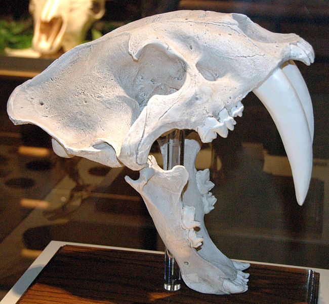 cranio di tigre dai denti a sciabola